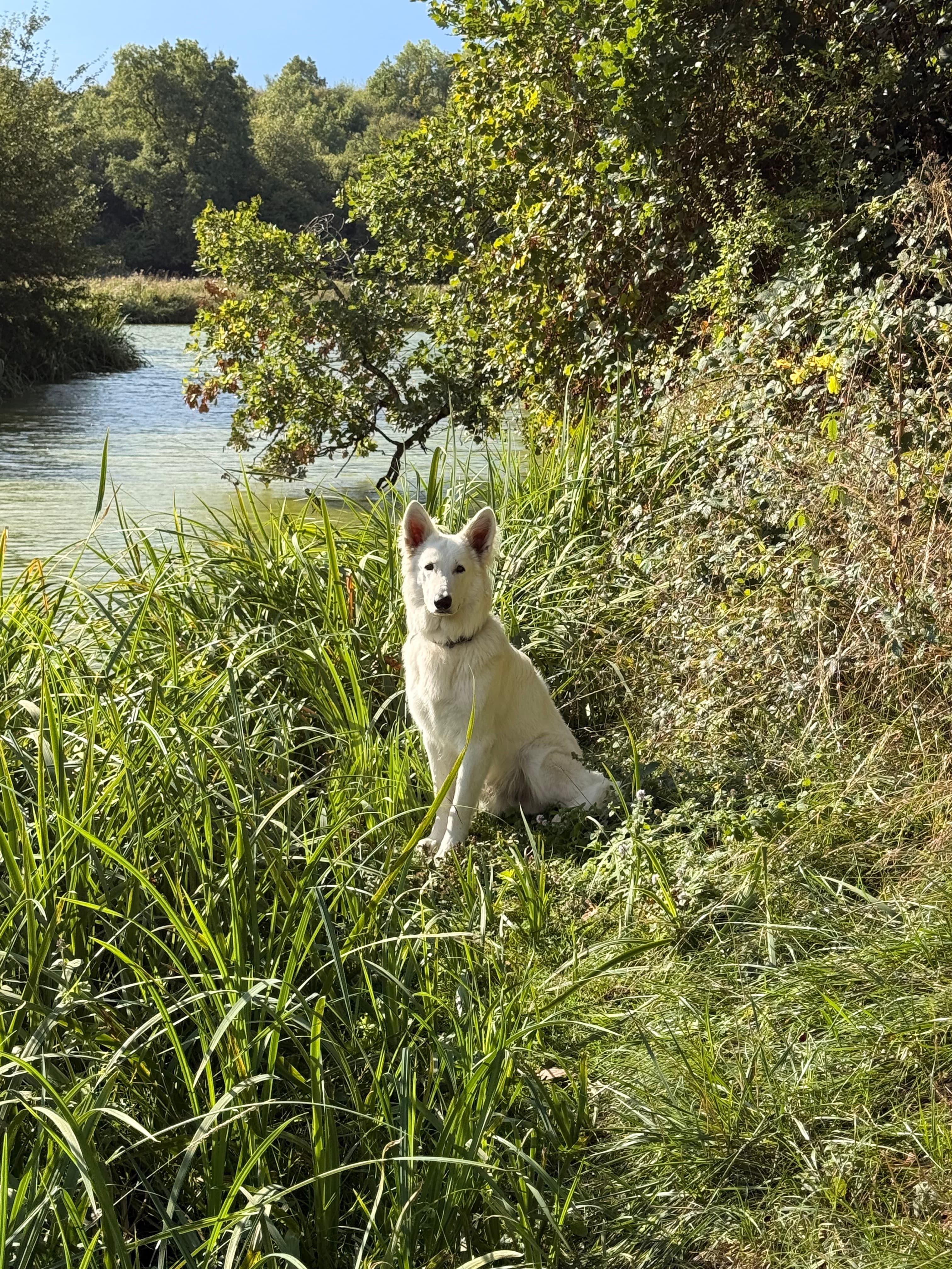 Atlas, le berger blanc du Domaine du Thie